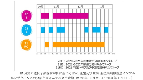 HA分節の遺伝子系統樹解析に基づくH5N1 亜型及びH5N2亜型高病原性鳥インフルエンザウイルスの分類と家きんでの発生時期（2022年10月28日～2023年1月17日）