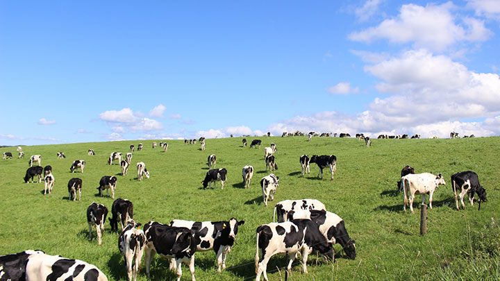 牛乳・乳製品が値上げ　乳価引き上げに伴い　野村農相「需給状況を注視」