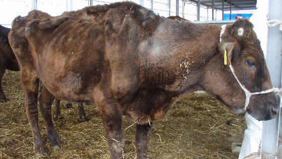 慢性の下痢で極度に痩せたヨーネ病発症牛