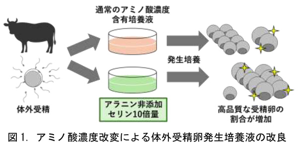 図1：アミノ酸濃度改変による体外受精卵発生培養液の改良