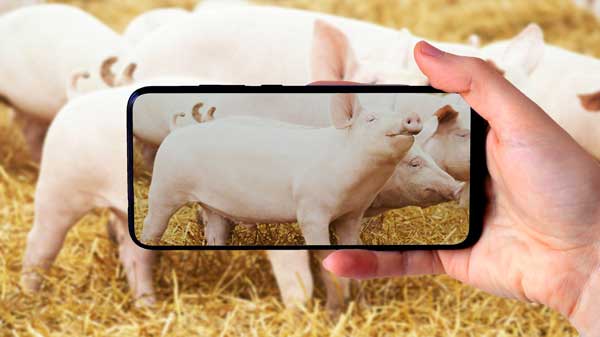 iPhone Proで豚の体重を測定「PIGI」測定精度98%を実現　コーンテック