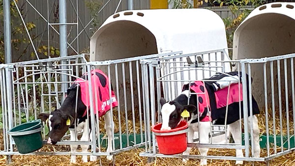 仔牛専用防寒コート「USIMO」最新モデル　26日におかやま総合家畜市場で展示　オオツキ