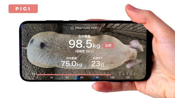 畜産DX「PIGI Pro」AIカメラで豚の体重測定　スマホアプリを提供開始　コーンテック