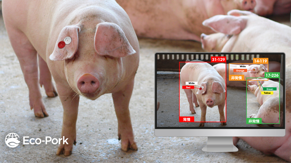 アニマルウェルフェアに対応　国内初の繁殖豚管理AI技術を開発　Eco-Pork
