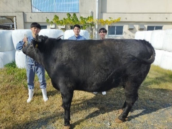 和牛甲子園に出場した鶴翔高校の和牛