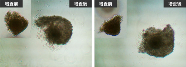 図：AIにより核成熟速度（NMS）が速いと予測された卵子（左）と 遅いと予測された卵子（右）の成熟培養前後の顕微鏡写真