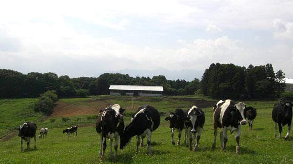 酪農のふん尿処理システム「MOラグーンfor Dairy」2023年春に導入へ　森永乳業