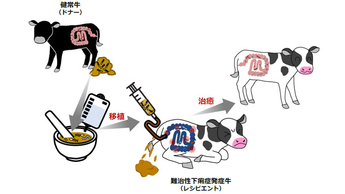 子牛の難治性下痢症制御を目的とした糞便移植技術.jpg