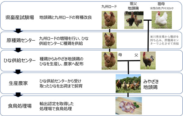 図2：みやざき地頭鶏の生産体制