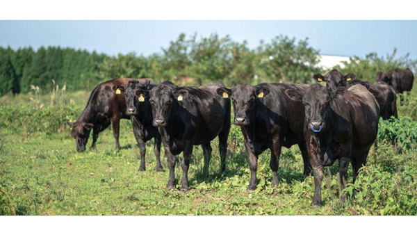 希少和牛「無角和種」未来につなぐ名産地化を推進　山口県阿武町.jpg