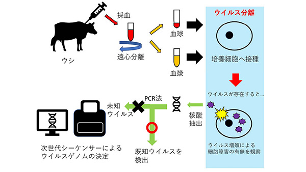 アルボウイルスの分離・同定の流れ