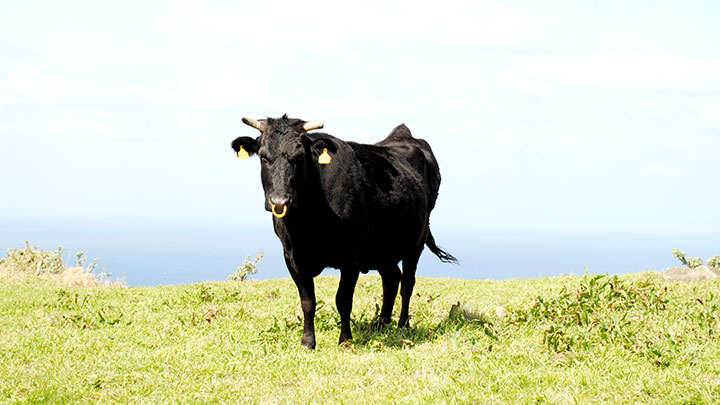 青ヶ島で育つ東京ビーフ素牛