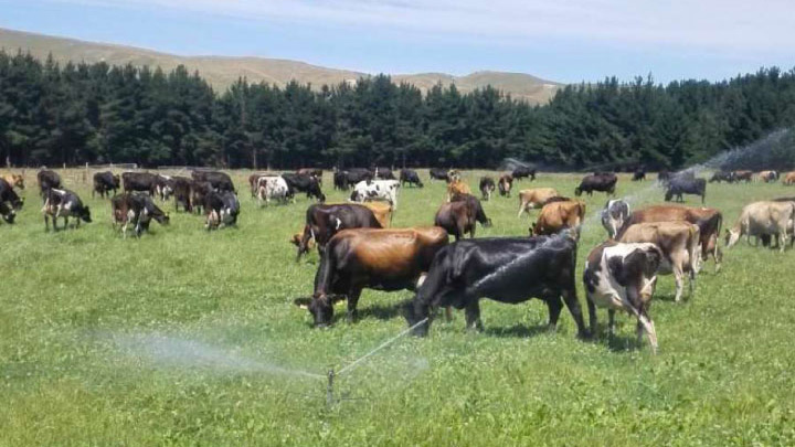 ニュージーランドの放牧の様子