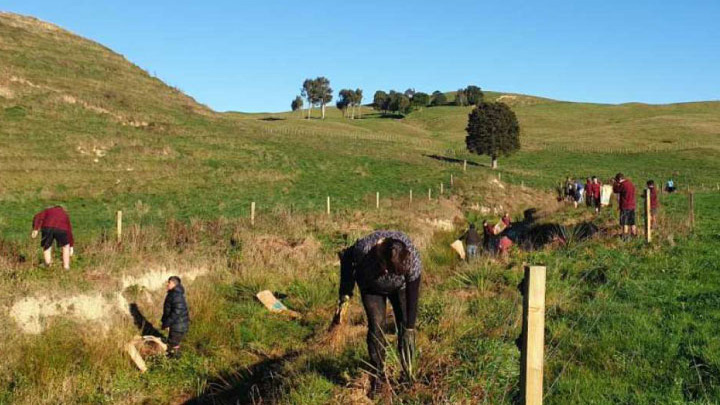 木を植えるニュージーランドの酪農家