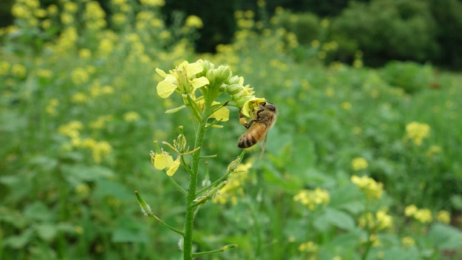 シロガラシを訪花するミツバチ
