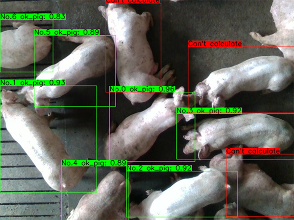 AIカメラによる豚の個体識別による成長・健康管理
