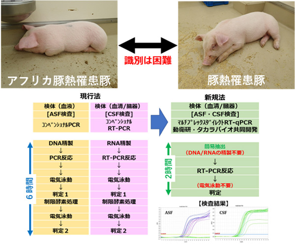 （上）アフリカ豚熱と豚熱の臨床症状は発熱、元気喪失、 食欲不振など極めて類似し、診断、鑑別には遺伝子検査が必須  （下）新しいアフリカ豚熱（ASF）と豚熱（CSF）の検査法