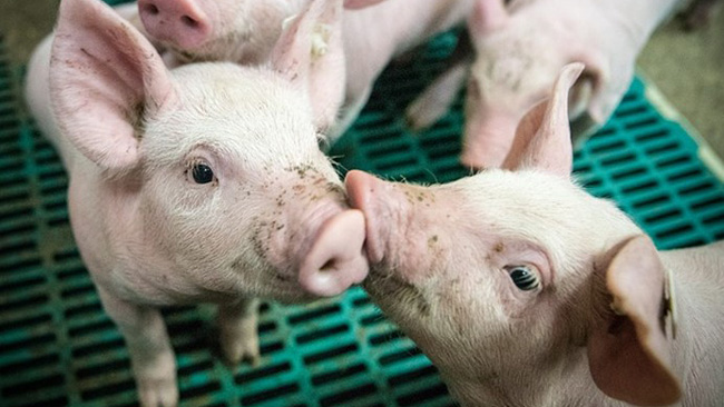 グアーガム分解物が豚の腸内環境を改善　生産性を向上　太陽化学