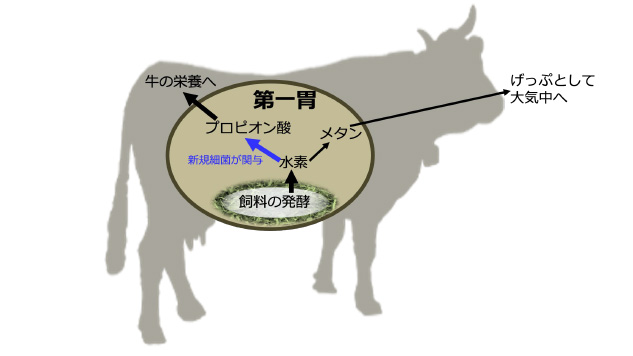 牛の第一胃内発酵の概略図。発酵で生じる水素は、メタン産生やプロピオン酸産生等によって消費される