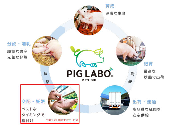 豚のAI発情検知サービス「PIG LABO　Breeding Master」テスト販売開始　日本ハム×NTTデータ