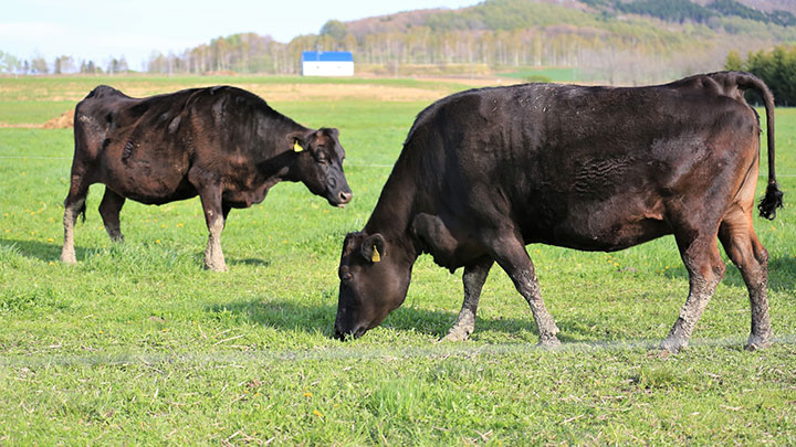 資材高騰で苦境の和牛農家を支援　宮崎県のＪＡこばやしが配合飼料を無償配布