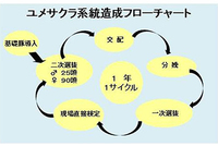 ユメサクラ系統造成フローチャート