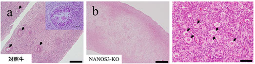 ○写真ａ（対照牛）NANOS3遺伝子をKOしていない牛の卵巣には卵子がみられる（矢印） ○写真ｂ（NANOS3－ko）NANOS3遺伝子KO牛の卵巣では卵子が消失している ○写真右  NANOS3遺伝子KO牛の卵巣内で形成されたホルスタイン種の卵子（矢印）