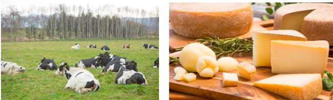 神戸元町商店街に国産チーズ25工房が集合　「JAPAN CRAFT CHEESE EXPO 『CHEESE＋』」