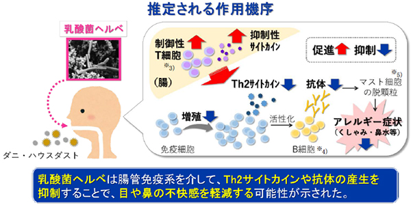 マウスの実験から推定される作用機序