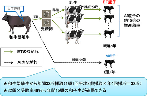 図4 ＥＴ産子の増産効率