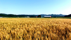 「光と風の大地」北海道の小麦畑