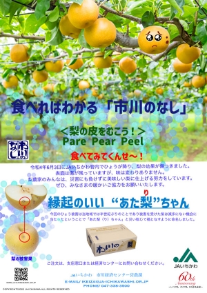ひょう被害果を「あた梨ちゃん」と命名し販売　ＪＡいちかわ