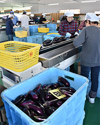 高知県は日本一のナスの出荷量を誇る