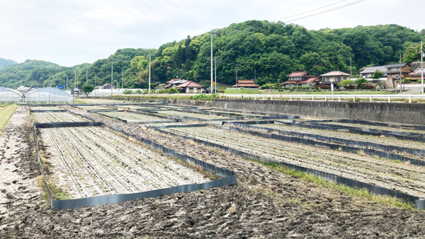 定植後のほ場