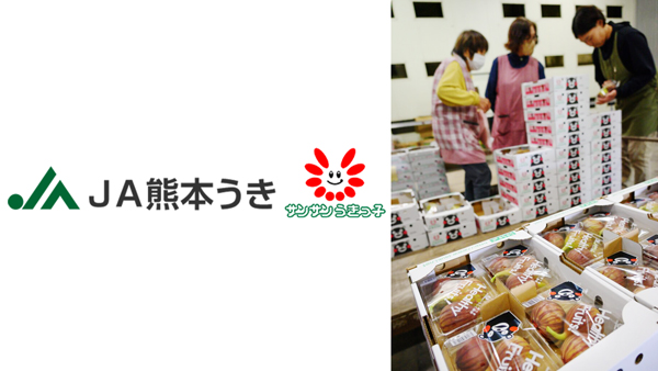 加温栽培で先行スタート　イチジク出荷本格化　ＪＡ熊本うき.jpg