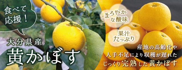 収穫が遅れた完熟の「黄かぼす　食べて応援企画」実施中　ＪＡタウン