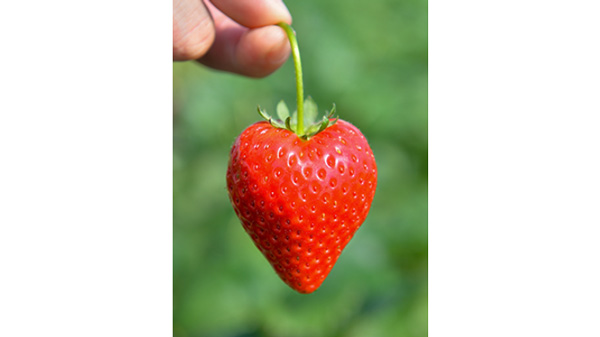 栃木県産「とちあいか」