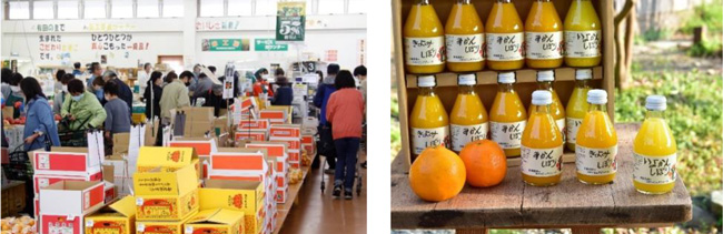 一年中、採れたてフレッシュな柑橘類や加工品を販売