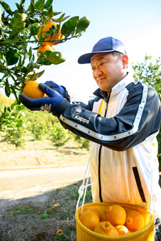 露地デコポンを収穫する松野副部会長