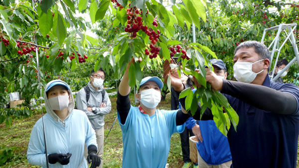 九州からもサクランボ収穫支援　山形の労働力支援本格化　今年度は4000人目標へ　ＪＡ全農山形