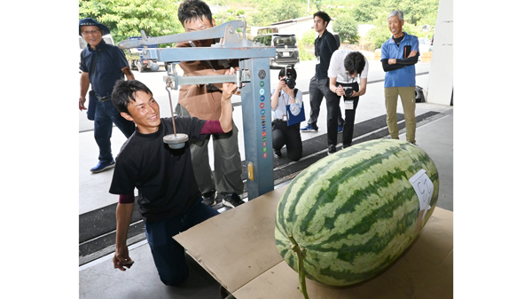 測定されるジャンボスイカ