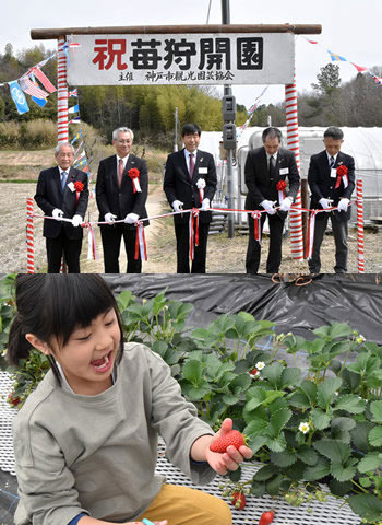 神戸市の観光イチゴ狩り園3月9日より本格オープン！　ＪＡ兵庫六甲
