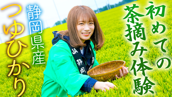 秋元真夏の「ゆるふわたいむ」静岡県で「つゆひかり」茶摘み体験　ＪＡタウン
