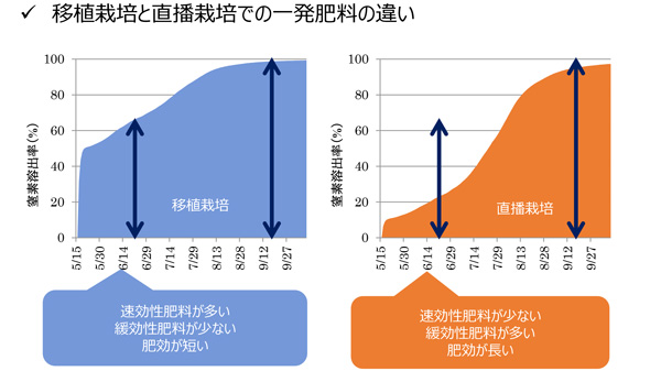 移植栽培と直播栽培での一発肥料の違い