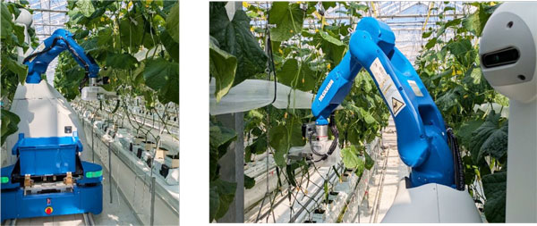 「ゆめファーム全農SAGA」で実証中の「キュウリ作業（葉かき・収穫）ロボット」