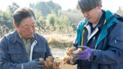 春ショウガの出荷始まる　ＪＡ熊本うき