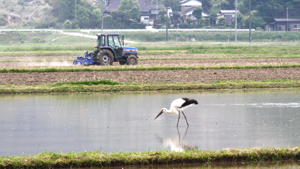 「コウノトリ育む農法」