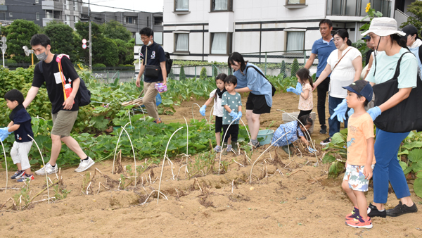 住宅に囲まれた大田区の畑でじゃがいもを収穫。