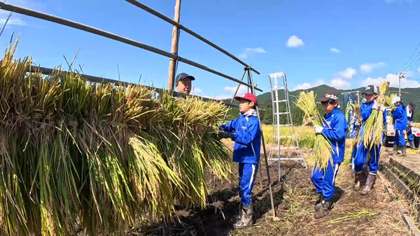 自分で田植え、稲刈りで食への関心を　管内の小学校で稲刈り体験学習　ＪＡあきた北