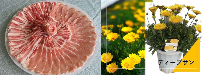 彩の国黒豚ロース・バラスライスセットと埼玉県産ダブルオステオスペルマム6号鉢(ディープサン)